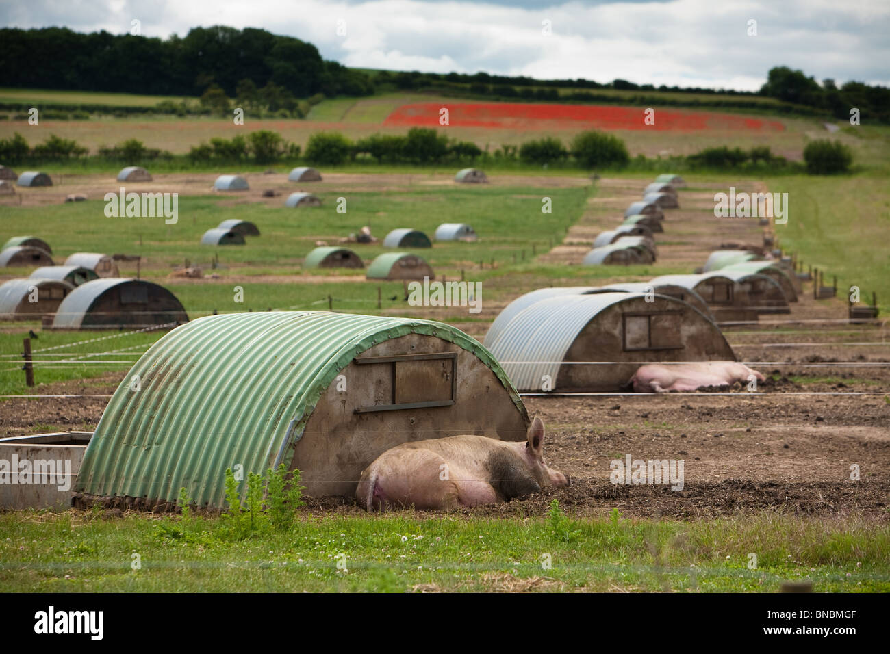 Schweine im Freien auf einem Schwein Panade Bauernhof. Stockfoto