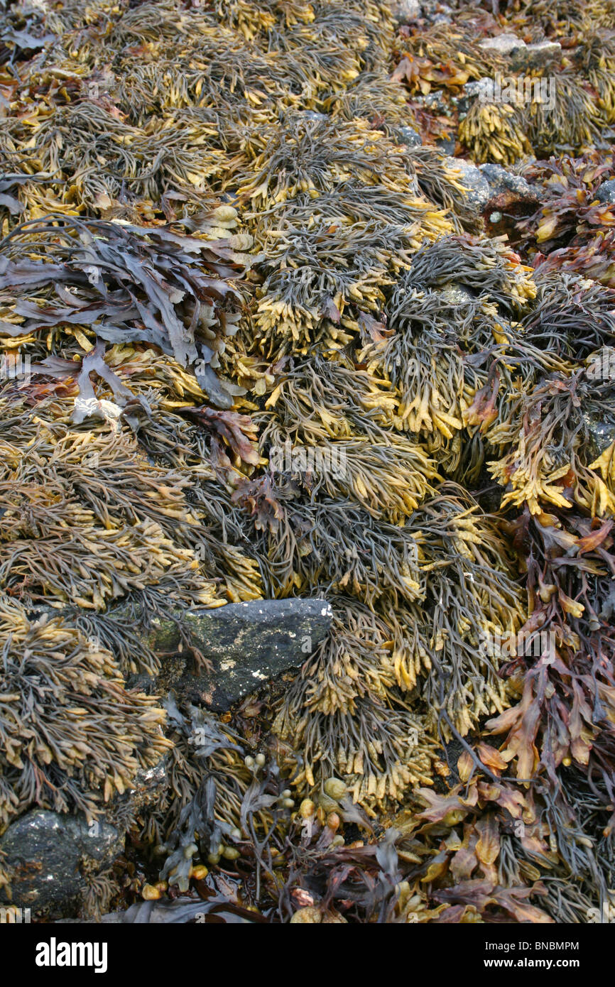 Verschiedene Algen Arten einschließlich kanalisiert und gezackte Wrack am Penmon Punkt, Anglesey, UK Stockfoto