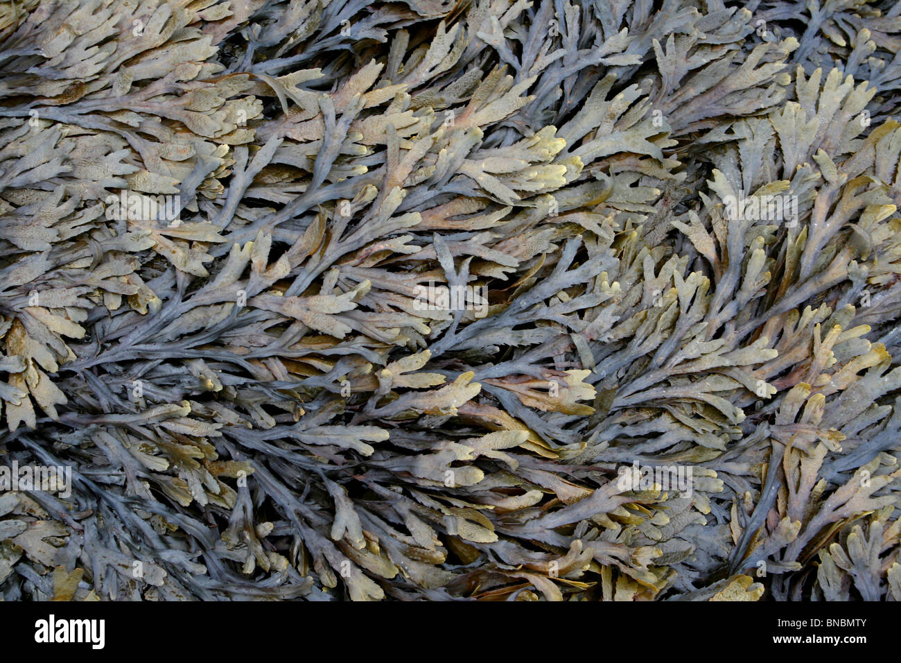 Gezahnten oder gezackten Wrack Fucus Serratus genommen am Penmon Punkt, Anglesey, UK Stockfoto