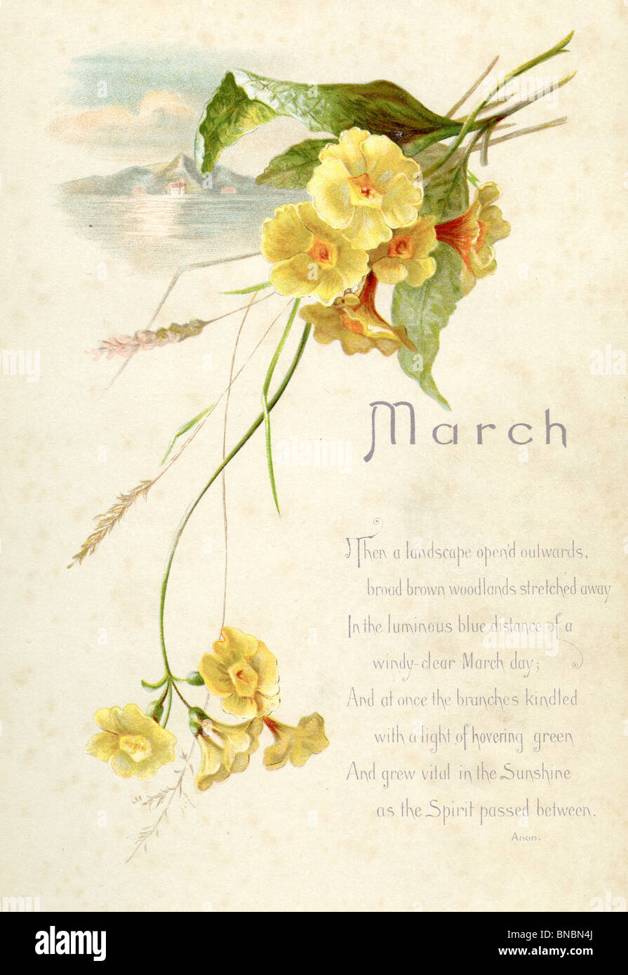 März-Gedicht mit Polyanthus Stockfoto