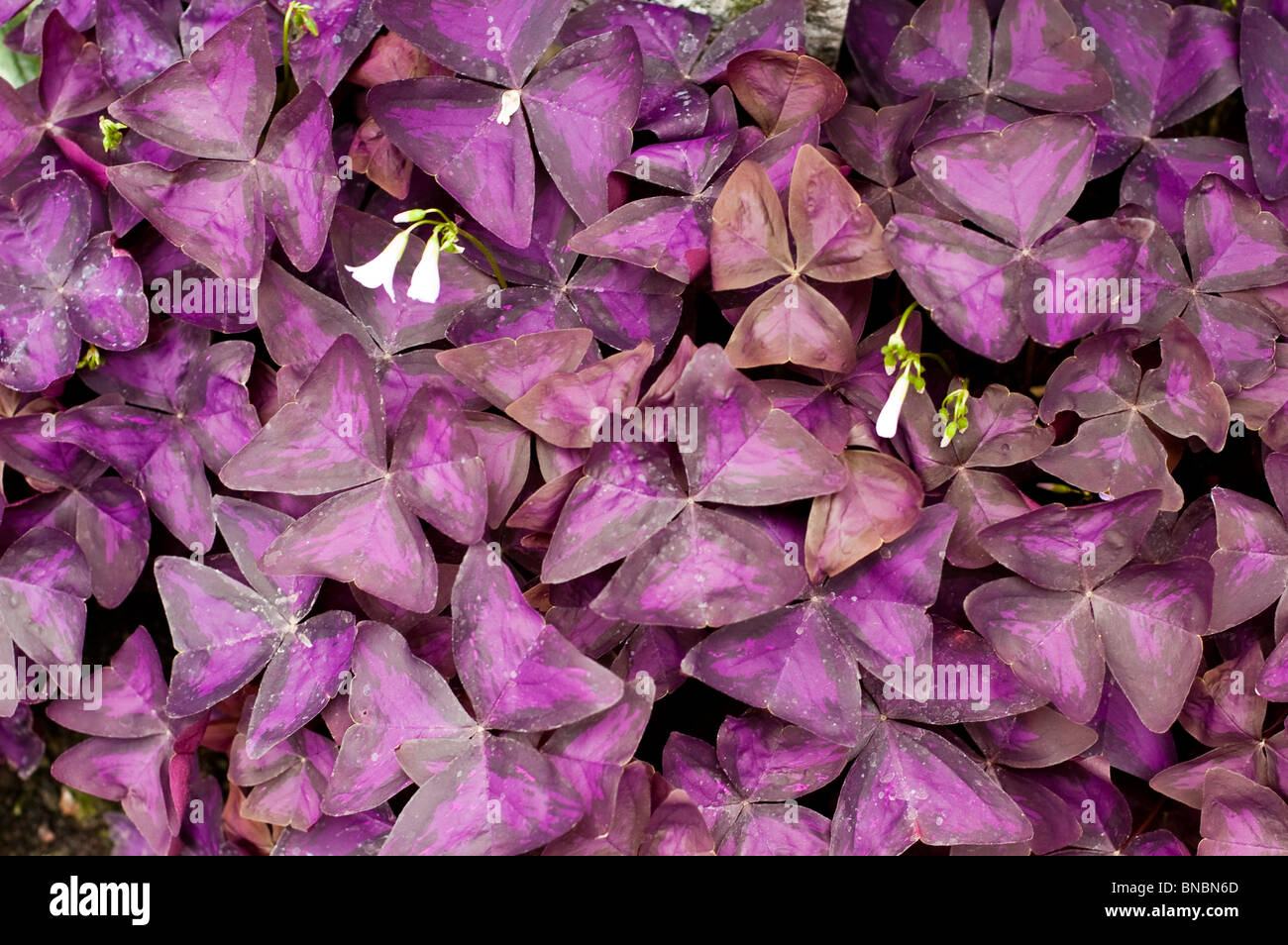 Oxalis Triangularis, weiß, Blume, lila, Blätter, lila Kleeblatt, Crimson Eisernes Kreuz, Oxalis Triangularis, Szczawik Trojkatny Stockfoto