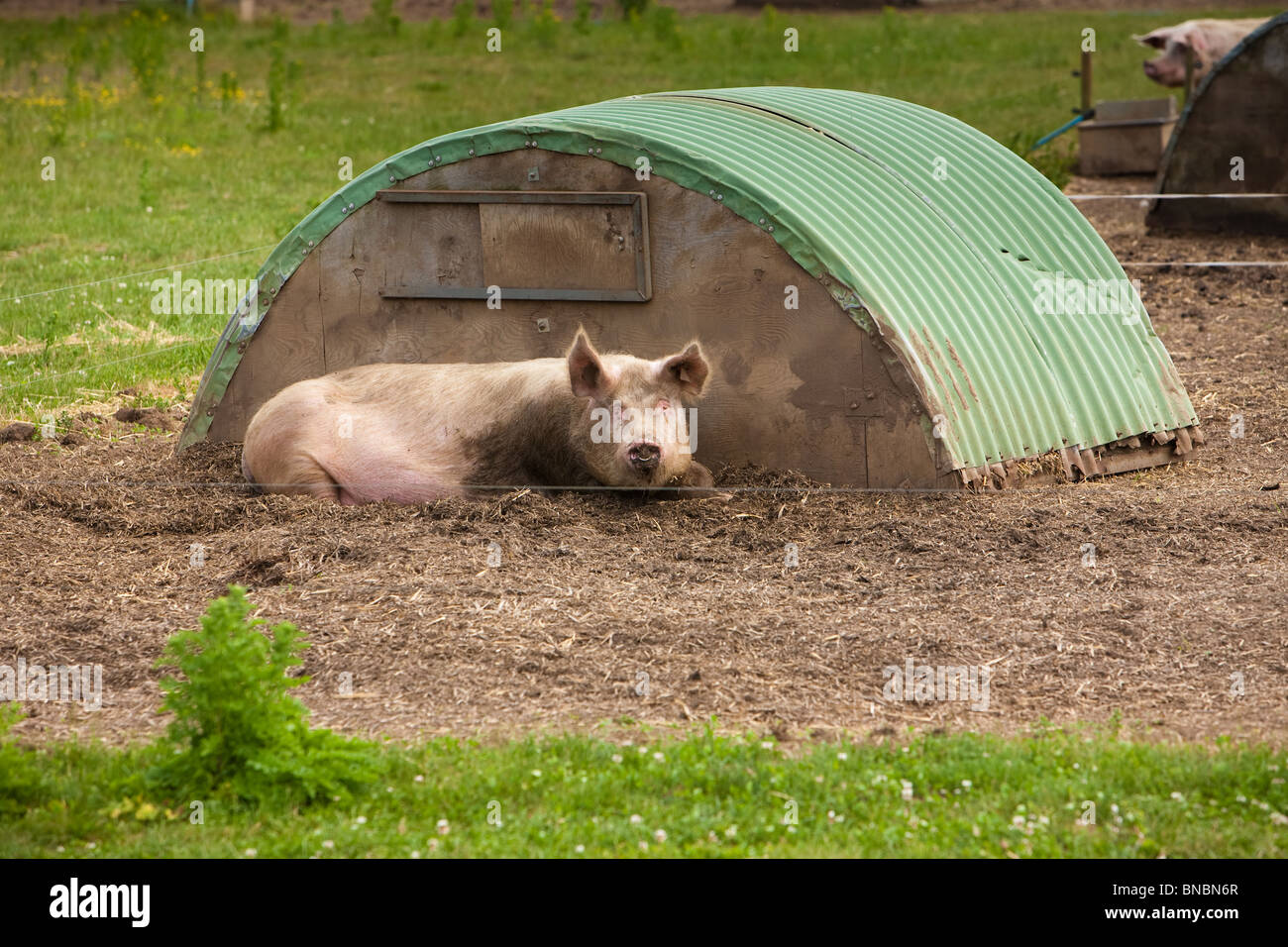 Schweine im Freien auf einem Schwein Panade Bauernhof. Stockfoto