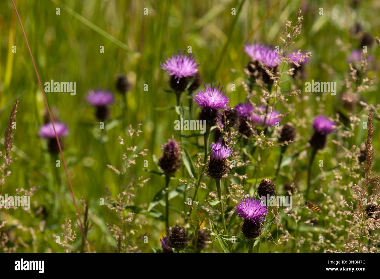 Wilde Blumen wachsen in einer Sommerwiese in der South Downs National Park in West Dean in West Sussex, England. Stockfoto