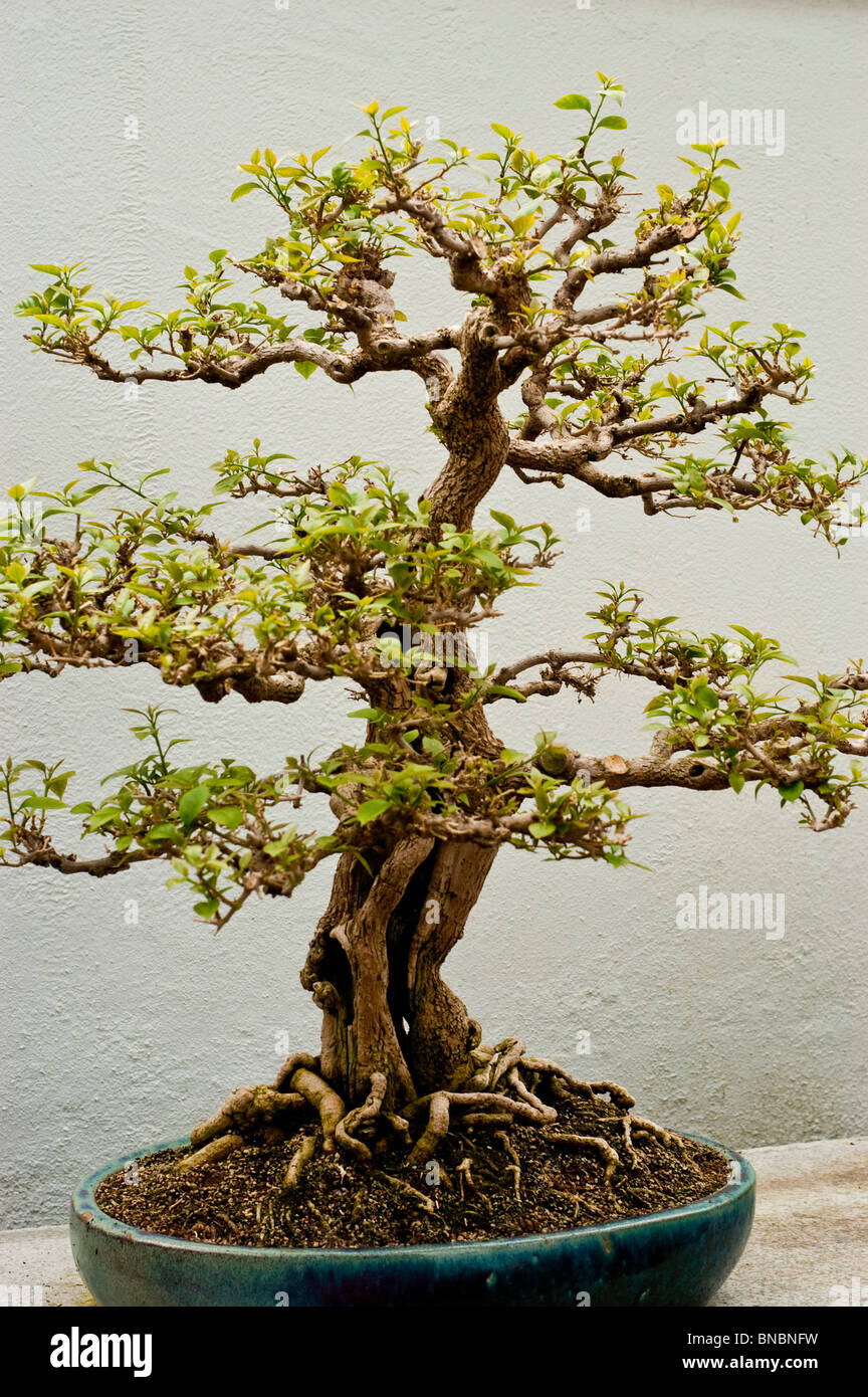 Papierblume, Bougainvillea Glabra Bonsai-Baum in Montreal Botanical Garden, Kanada Stockfoto