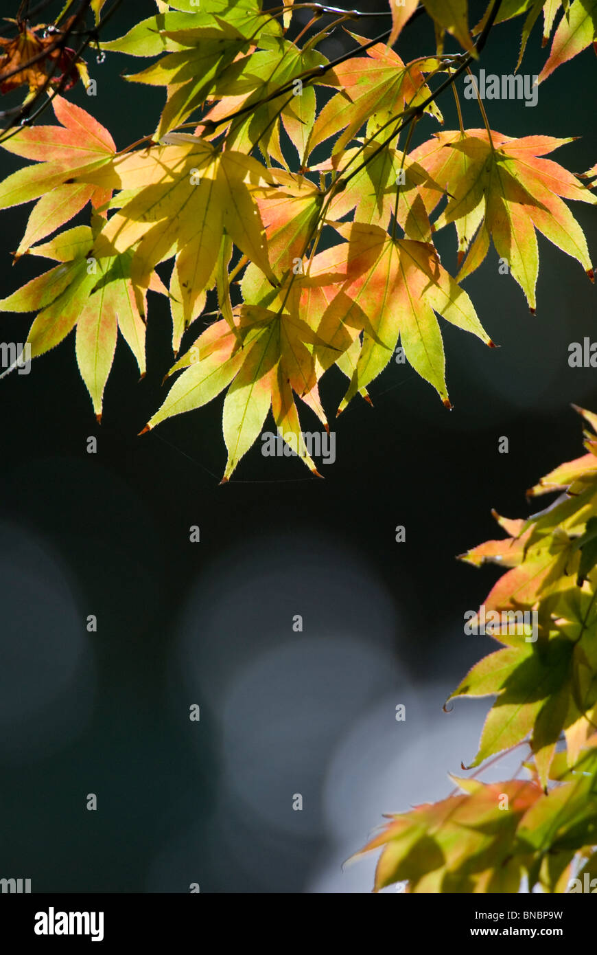 Acer Baum Herbst farbige Blätter, Hintergrundbeleuchtung. Stockfoto