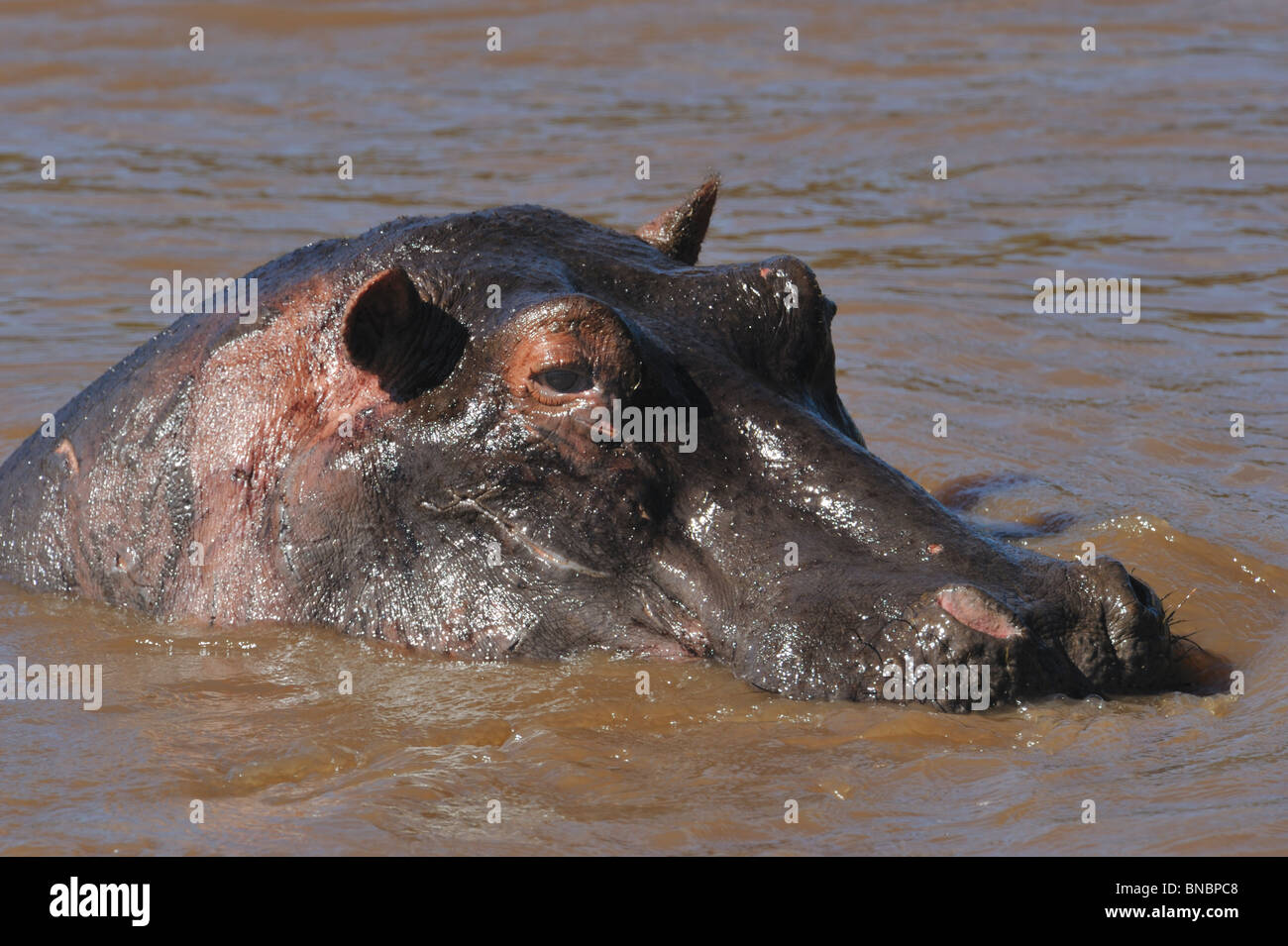 Nilpferd, Hippopotamus Amphibius im Mara River, Masai Mara National Reserve, Kenia Stockfoto