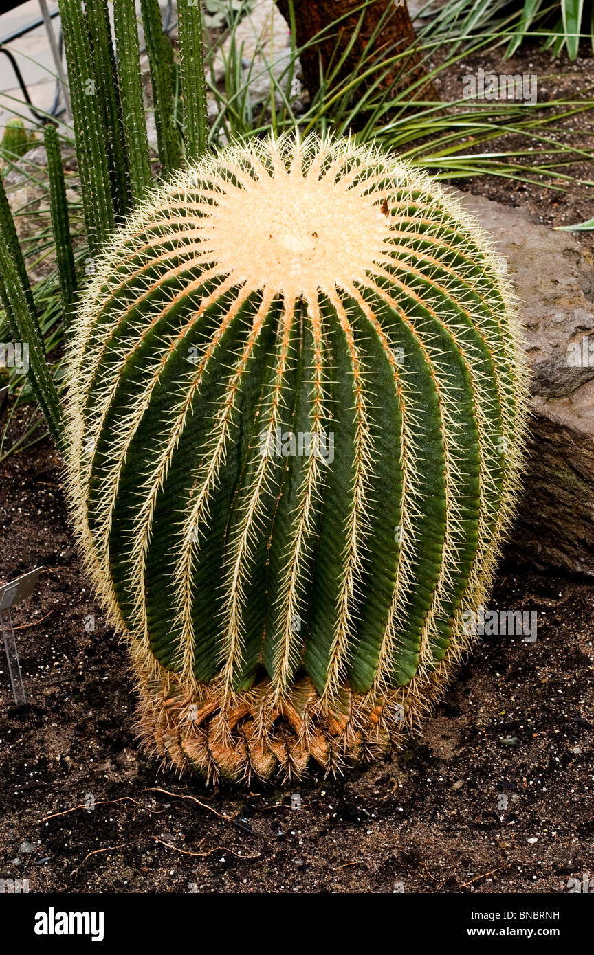 Echinocactus Grusonii, Golden Barrel Cactus, Kaktus, nah, Detail, Mexiko, Ball, geformt, Kaktus, Echinocactus Grusonii, c Stockfoto