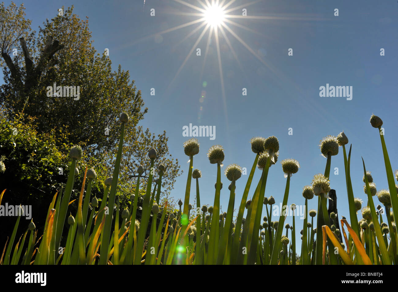 Zwiebel Blütenköpfchen in Sonne Stockfoto