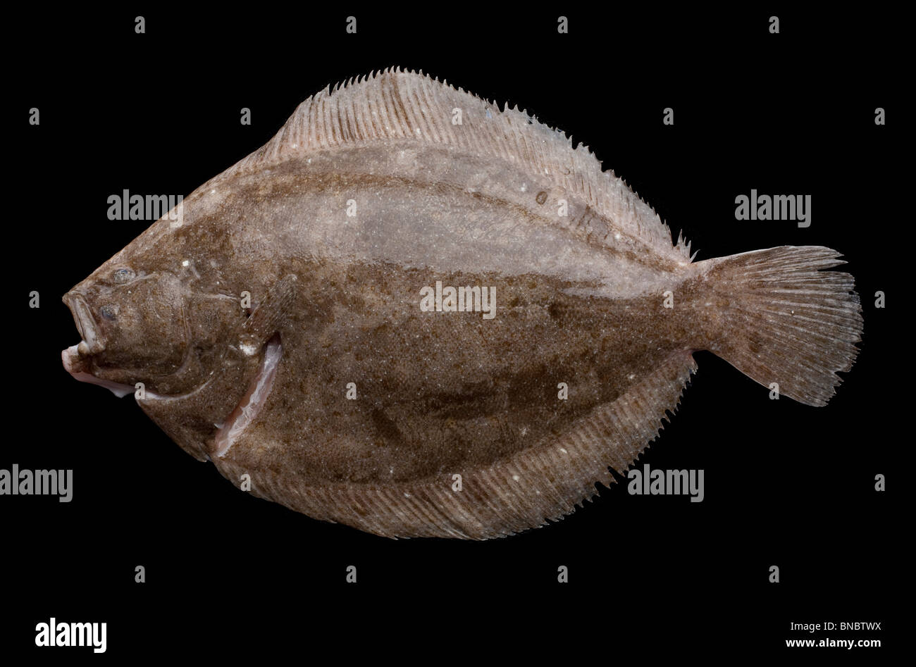 Brill (Scophthalmus Rhombus) eine Art der Plattfische in der Steinbutt-Familie Stockfoto