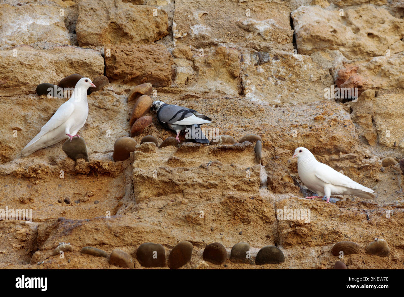 Tauben auf den alten Mauern der arabischen Schlafplatz in der Nähe der Puerta Almodovar in Cordoba Andalusien Spanien Europa Stockfoto