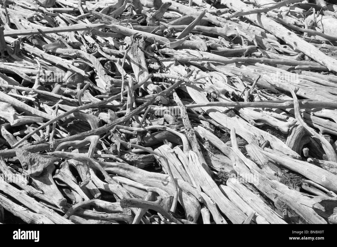 Viele alte morsches Holz, am Ufer des Sees Stockfoto