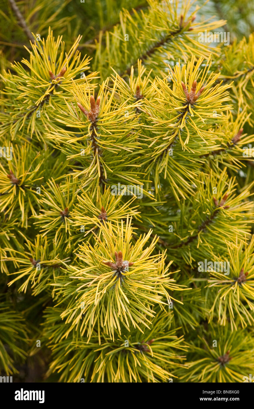 Goldene Scots Kiefer, Pinus Sylvestris Aurea Gruppe, Tannenbäumen Stockfoto