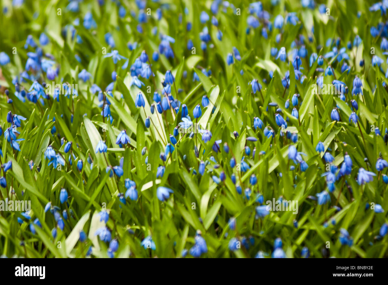 Blaue Blumen sibirischer Blaustern, Scilla Siberica Var Bright Violet Blue, liliaceae Stockfoto