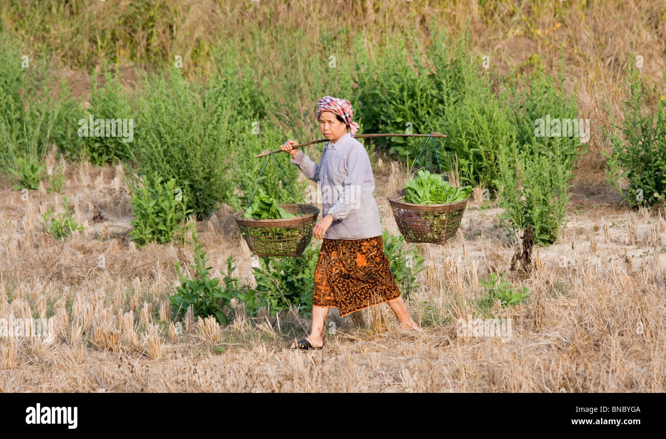 Frau, die produzieren in Körben, Tha Ton, Provinz Chiang Mai, Thailand Stockfoto