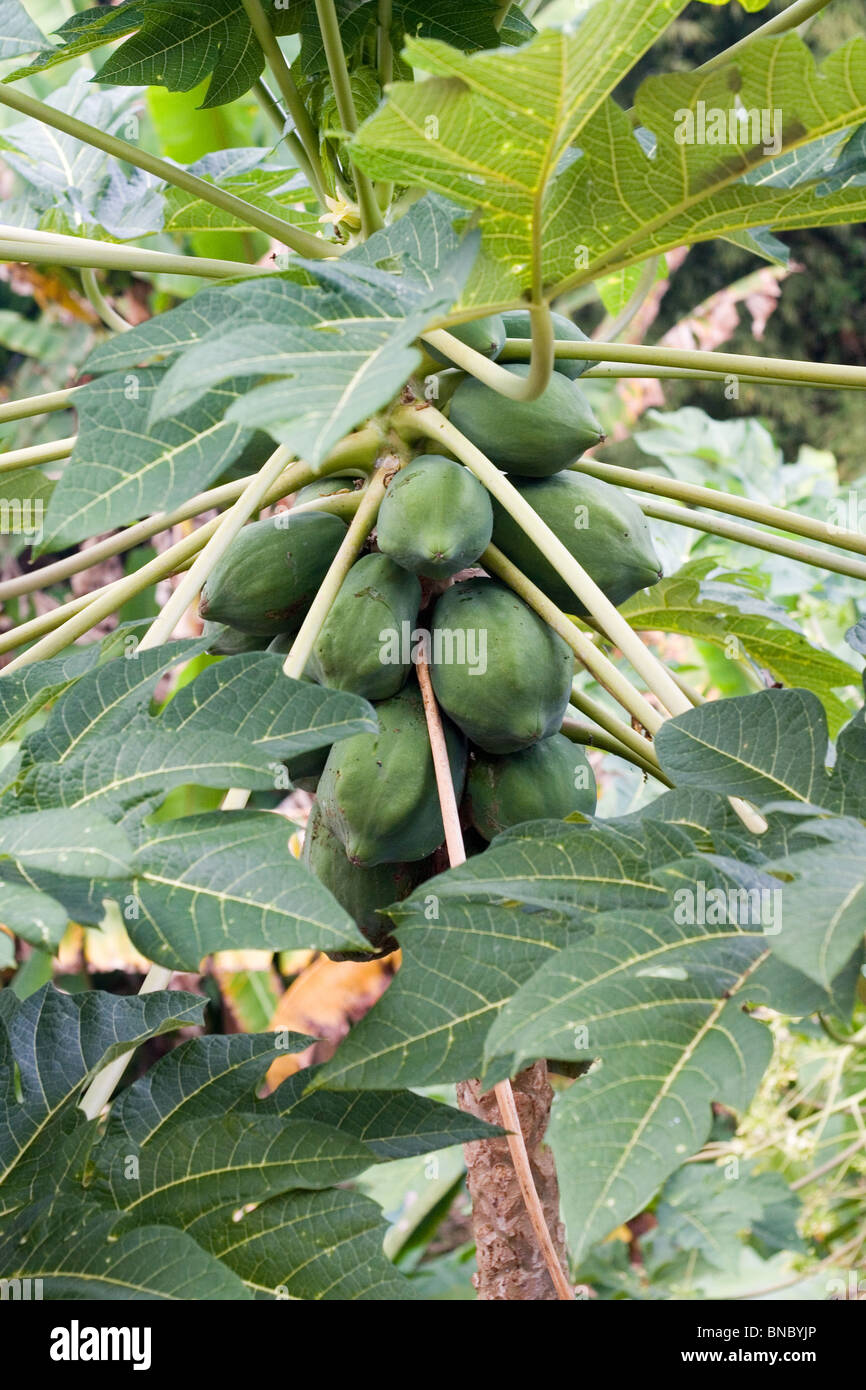 Papaya auf einen Papayabaum Stockfoto