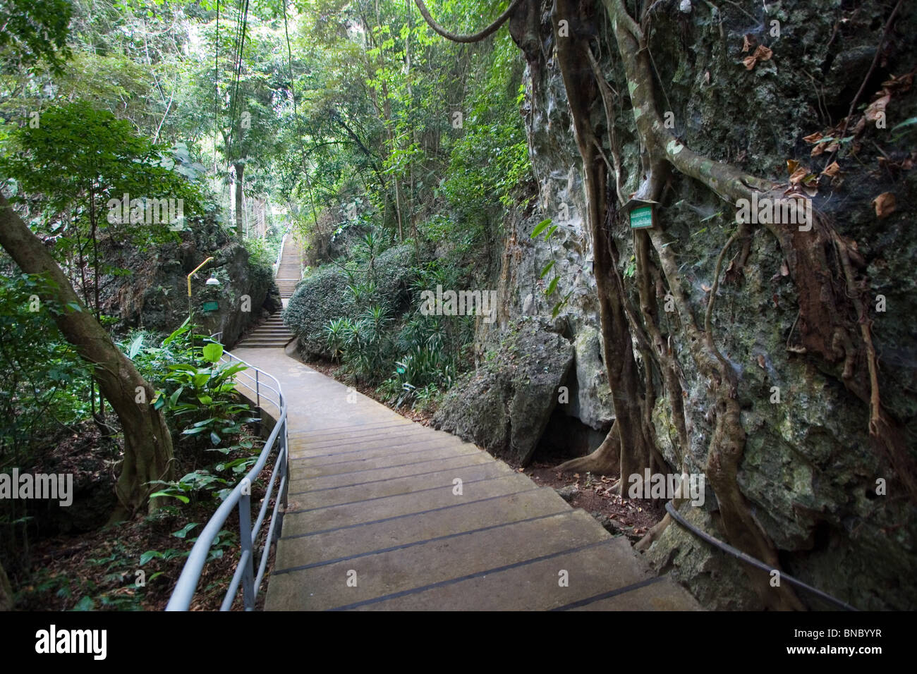 Boardwalk durch Regenwald und Kalkstein Dschungel auf dem Gelände des Klosters Wat Tham Pha Plong, Chiang Dao, Thailand Stockfoto