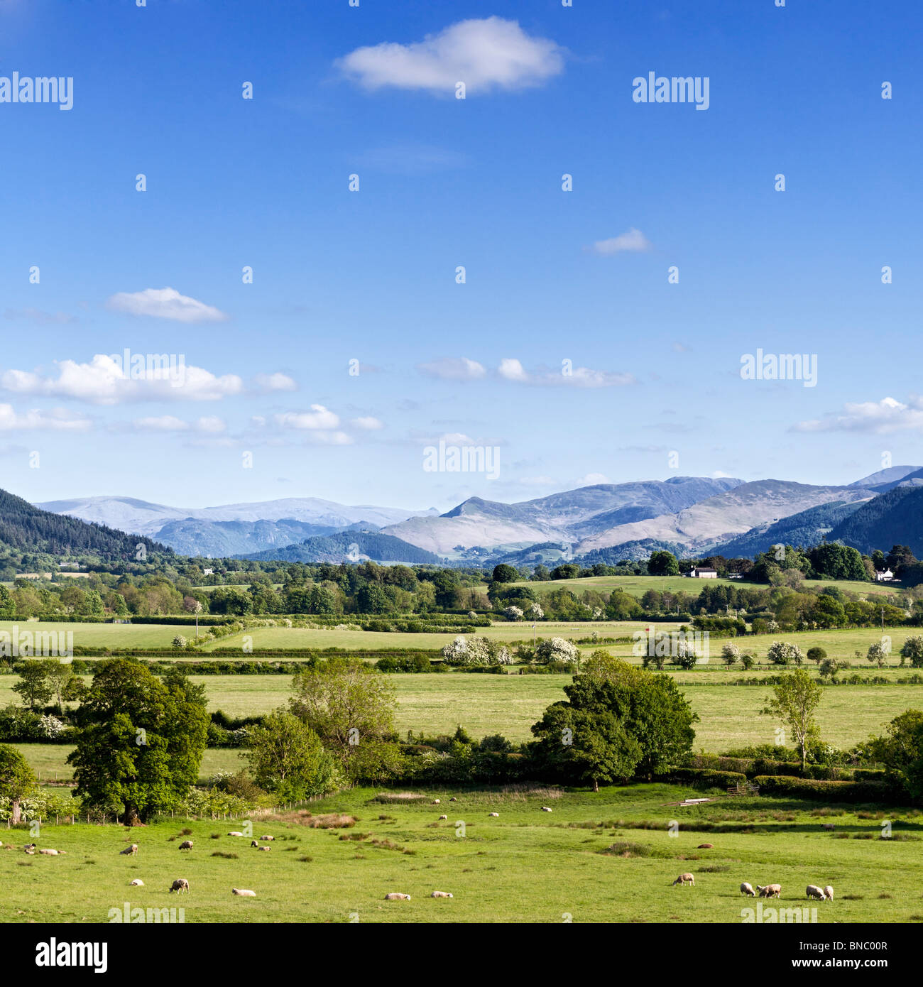 Berge im Lake District - Blick auf die zentralen Fells des Lakelands in Bassenthwaite Common Landscape, England, Großbritannien Stockfoto