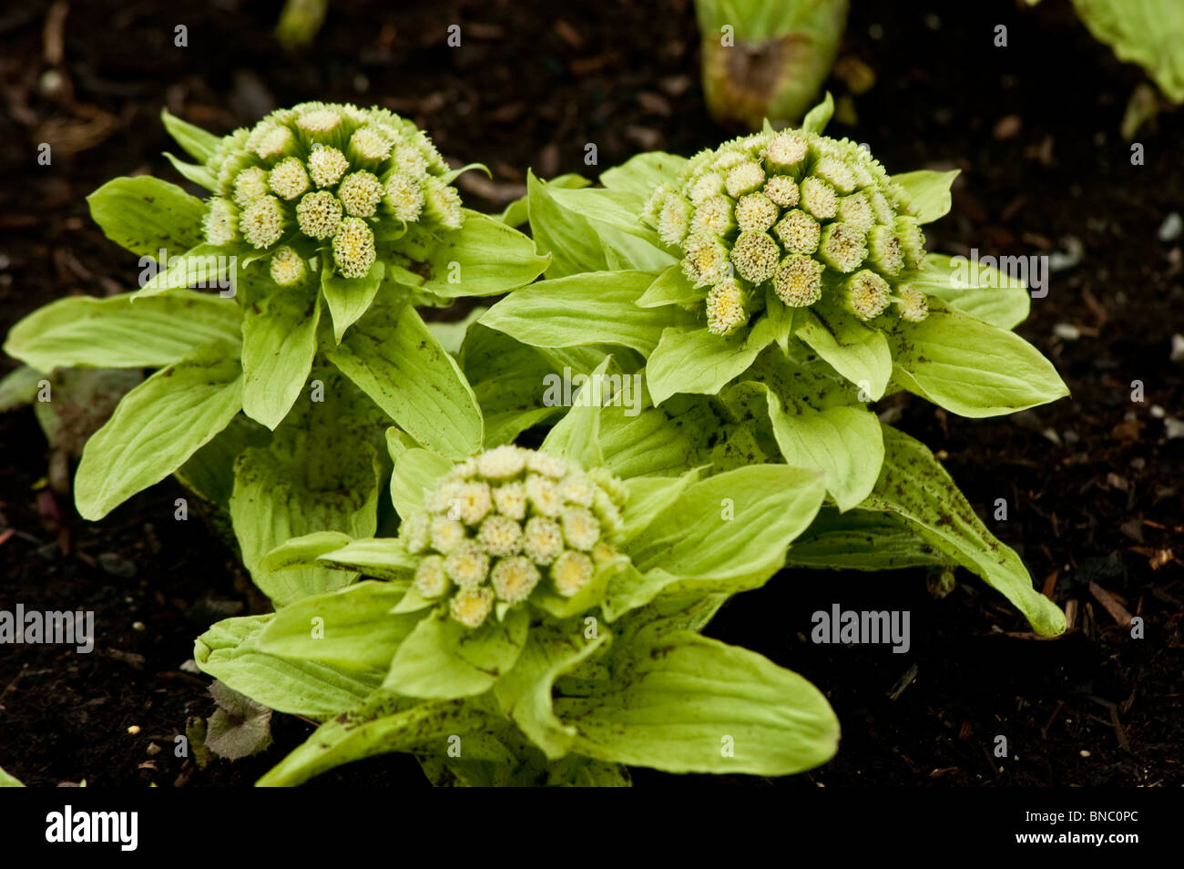 Japanische Pestwurz, Petasites Japonicus, Asteraceae, Korea, Japan, China, Asien Stockfoto