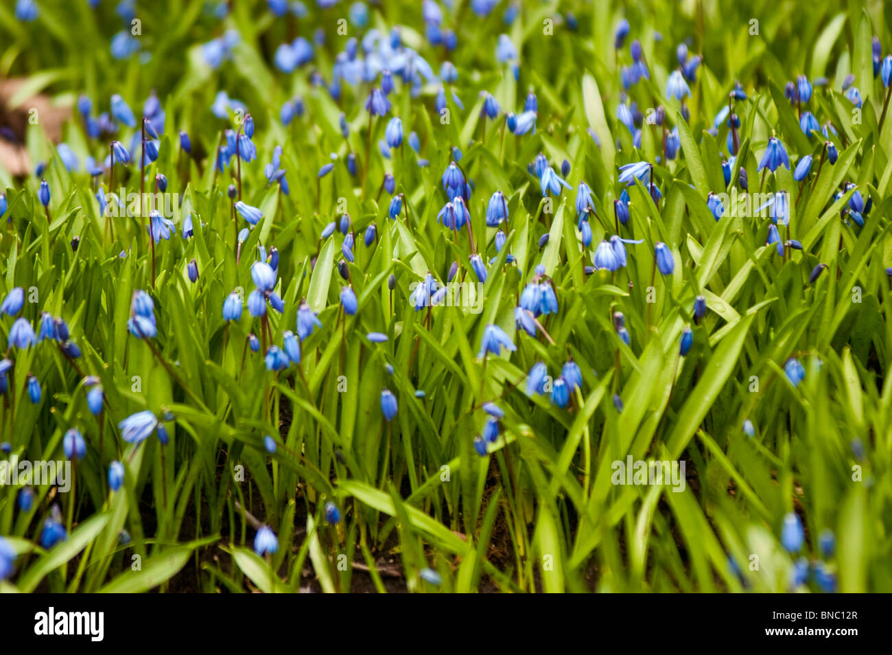 Blaue Blumen sibirischer Blaustern, Scilla Siberica Var Bright Violet Blue, liliaceae Stockfoto
