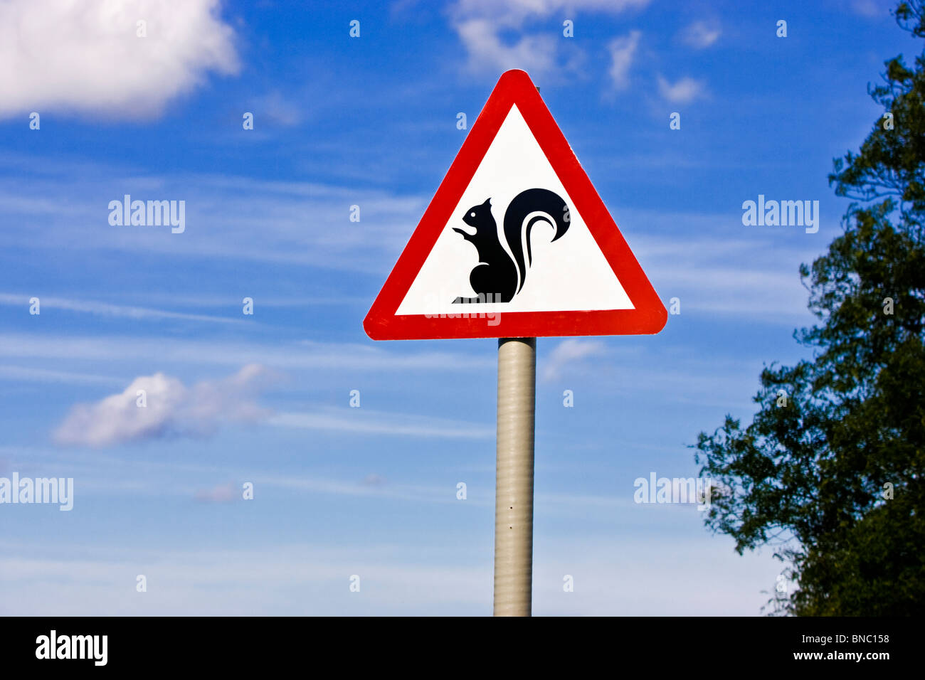 UK Warnschild - Eichhörnchen auf der Straße England UK Stockfoto