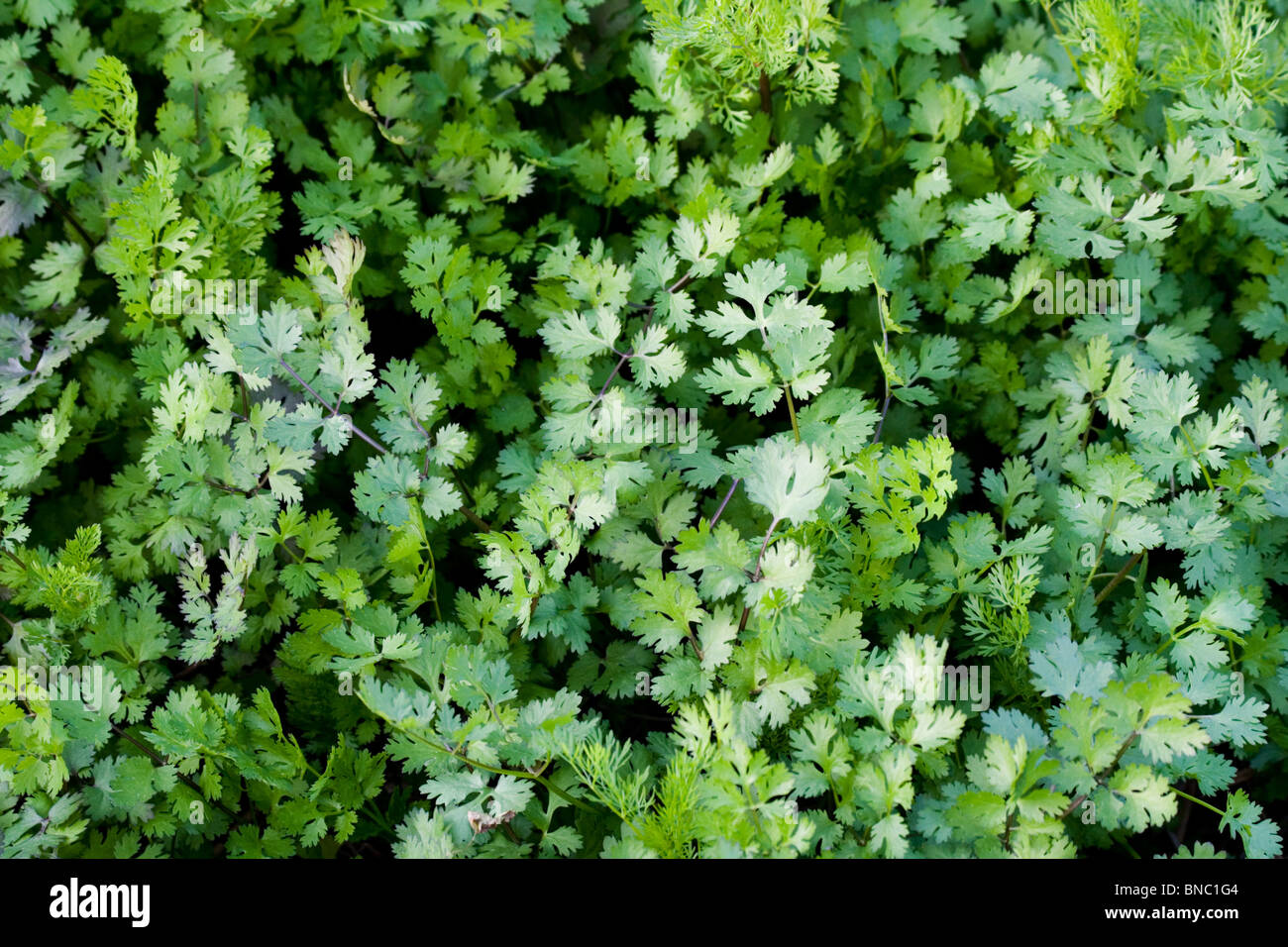 Frischen Koriander, Coriandrum Sativum, wächst in einem Feld, nördlichen Thailand Stockfoto