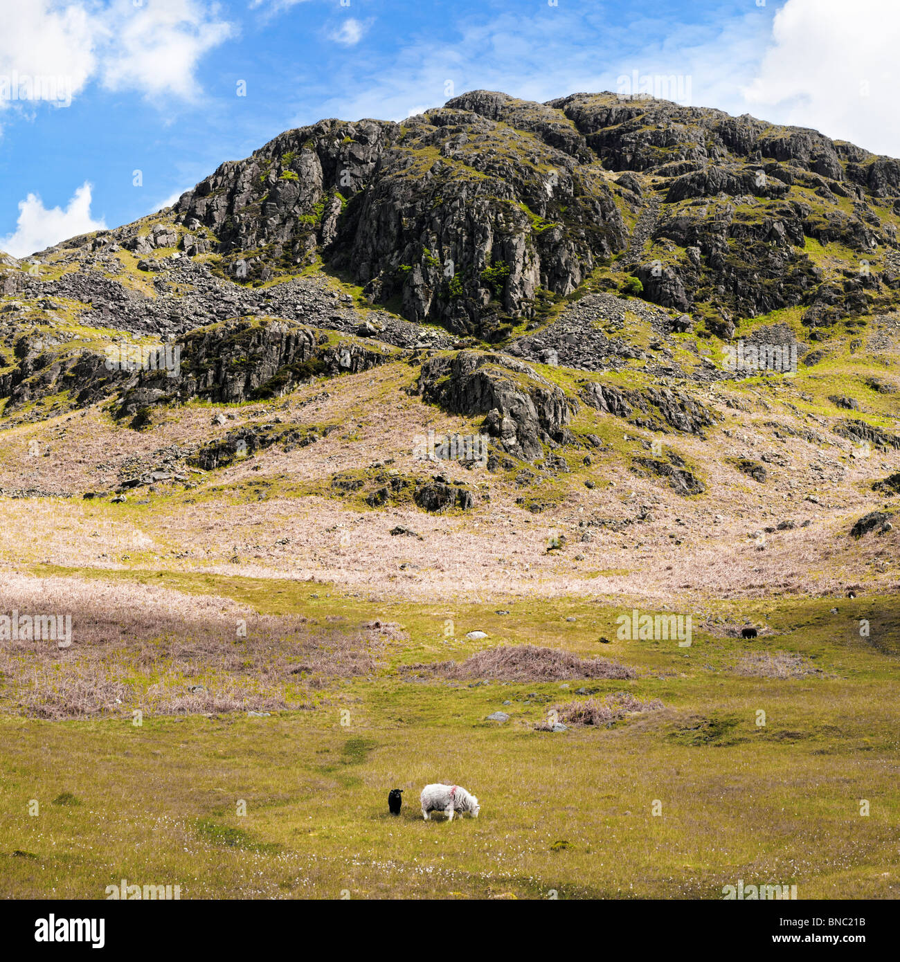 Herdwick Ewe Schafe und Lämmer unter einem felsigen Felsen im Lake District Cumbria England Großbritannien Stockfoto