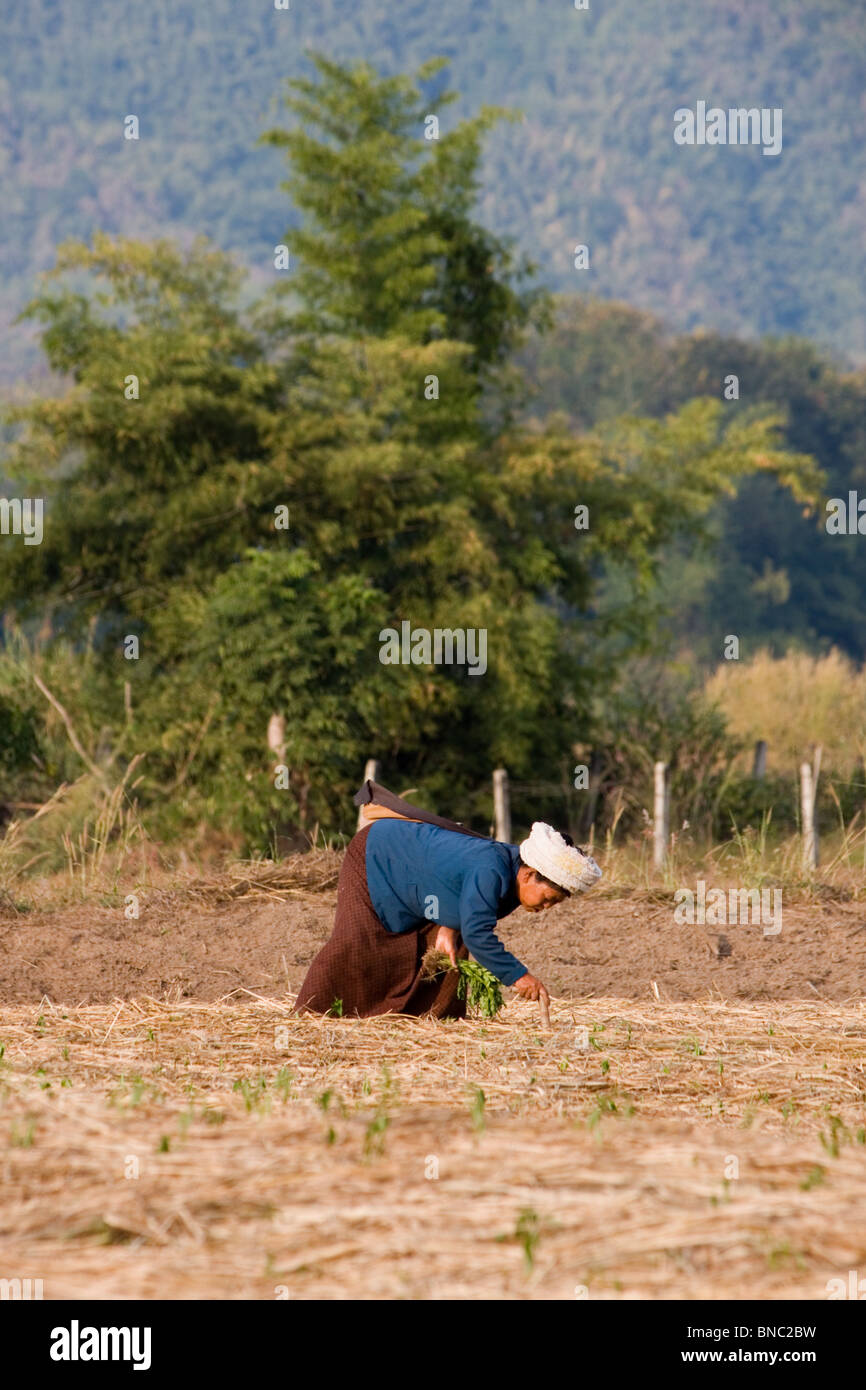 Frau in einem Bereich arbeiten, Tha Ton, Provinz Chiang Mai, Thailand Stockfoto