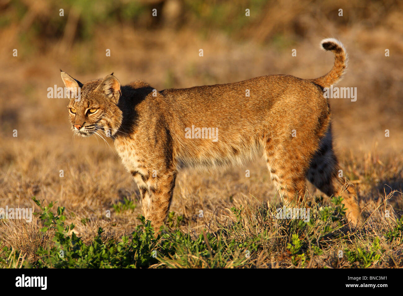 Diese wilden Bobcat wurde kurz vor Sonnenuntergang auf einer großen Ranch in Süd-Texas fotografiert. Stockfoto