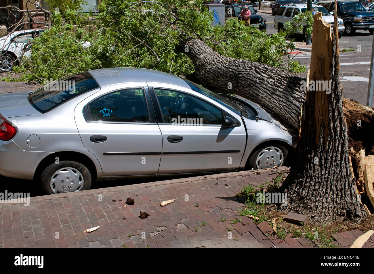 Großer Baum, der auf die Motorhaube des Autos bei starkem Windsturm fiel Stockfoto