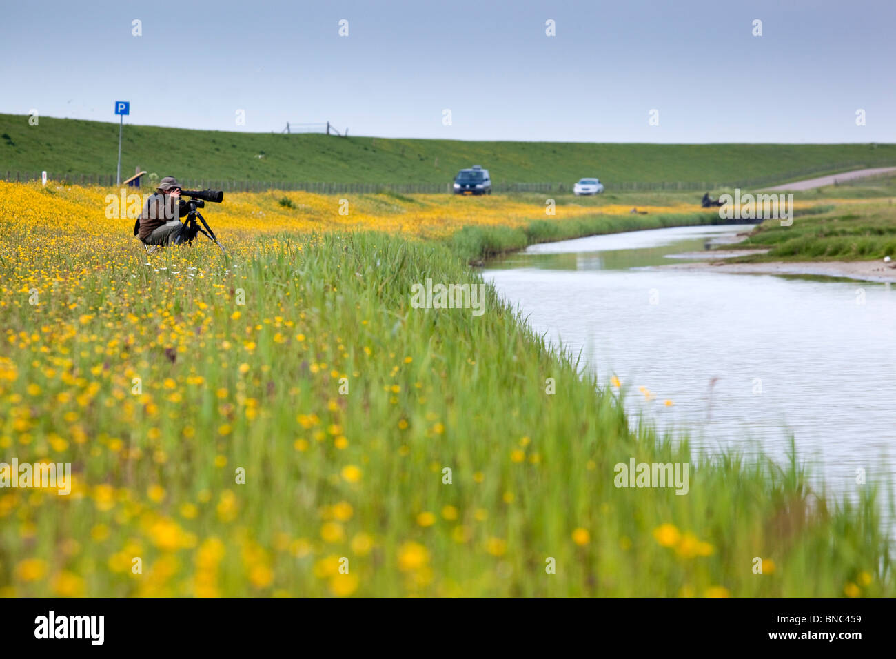 Fotografie an der Krassekeet; Texel; Niederlande; Vögel zu fotografieren Stockfoto