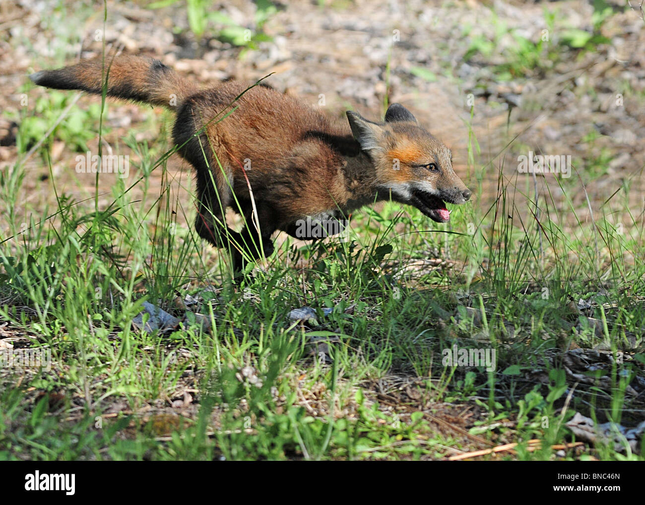 Baby Red Fox läuft schnell Stockfoto