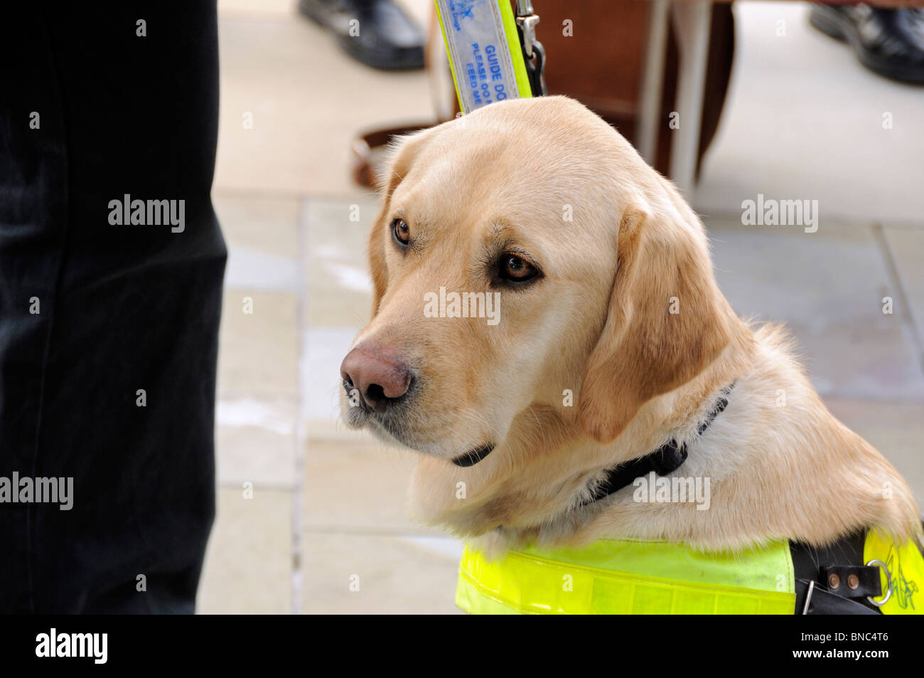 Blindenhund für Blinde mit trainer Stockfoto