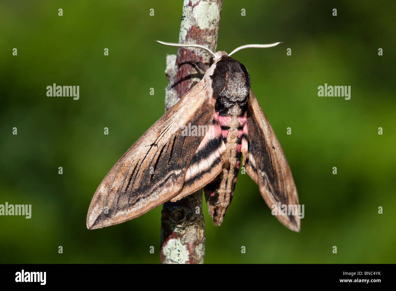 Liguster Hawkmoth; Sphinx Ligustri; auf einem Zweig Stockfoto