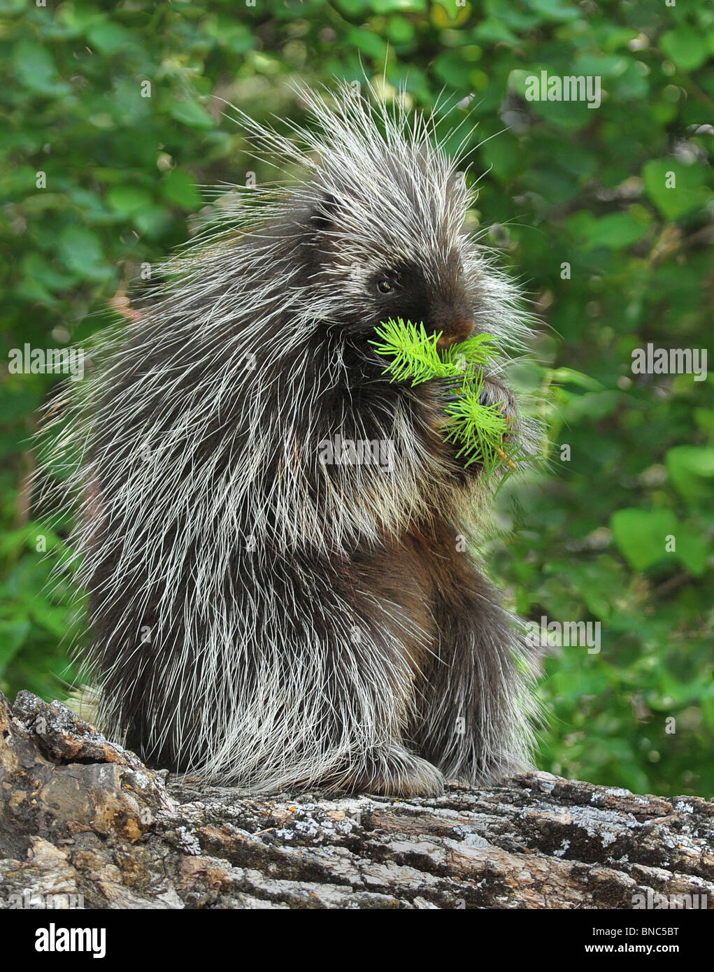 Sitzen auf einem Protokoll Eatting Stachelschwein Stockfoto