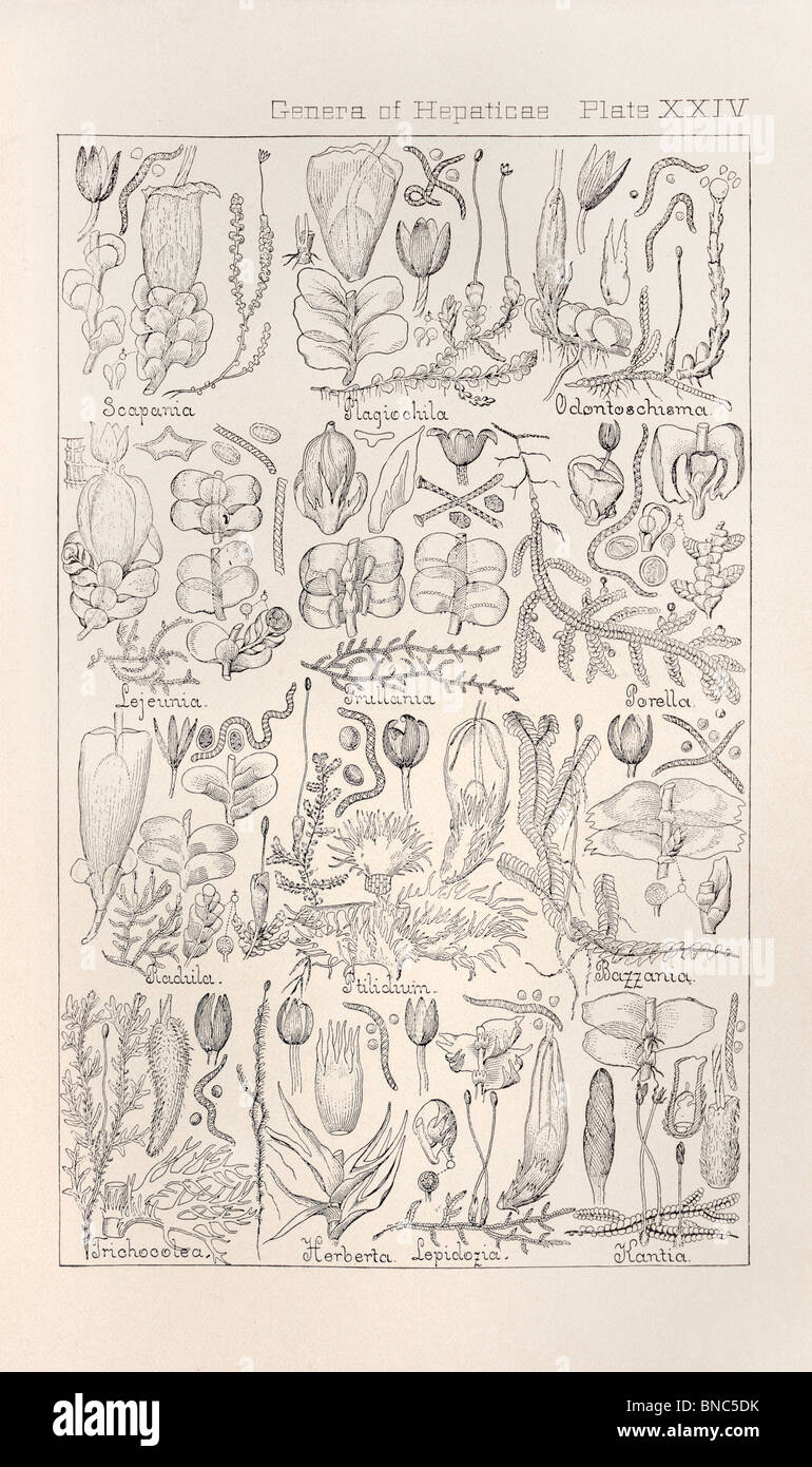 Botanischen Drucken aus Handbuch der Botanik der nördlichen USA, Asa Gray, 1889. Platte XXIV, Gattungen der Hepaticae. Stockfoto