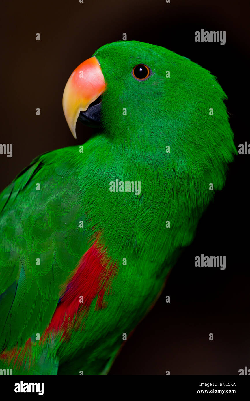 Grüner Papagei "Ecletto Delle Molucche" (Eclectus Roratus Roratus) Stockfoto