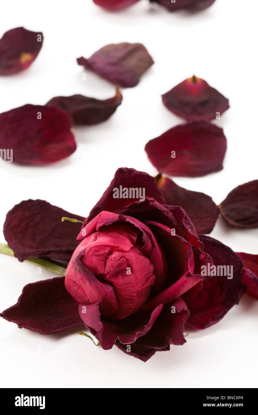 rot tot Roseé Konzept der verlorenen Liebe Stockfoto