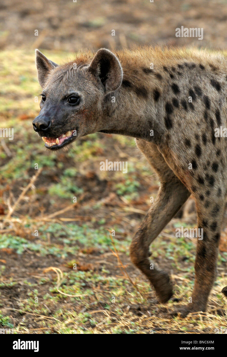 Nahaufnahme Portrait entdeckt Hyänen (Crocuta Crocuta), South Luangwa-Nationalpark, Sambia Stockfoto