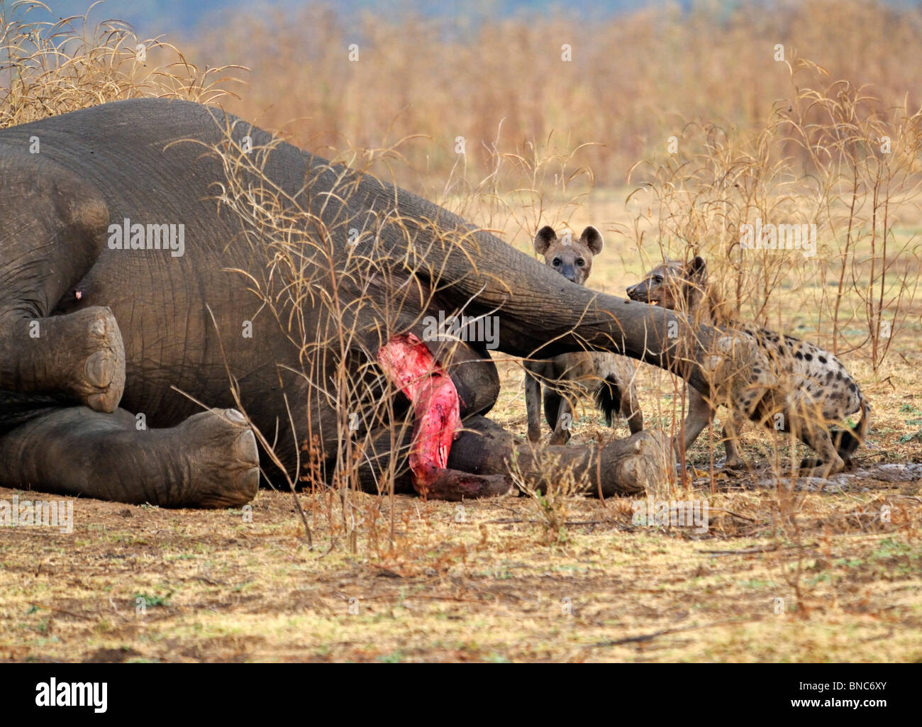 Tüpfelhyänen (Crocuta Crocuta) Fütterung auf Elefanten Körper (Loxodonta Africana), South Luangwa-Nationalpark, Sambia Stockfoto