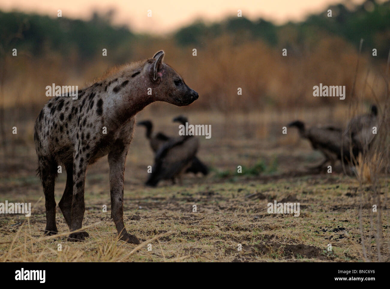 Hyänen (Crocuta Crocuta) und entdeckten Weißrückenspecht Geier (abgeschottet Africanus), South Luangwa-Nationalpark, Sambia Stockfoto