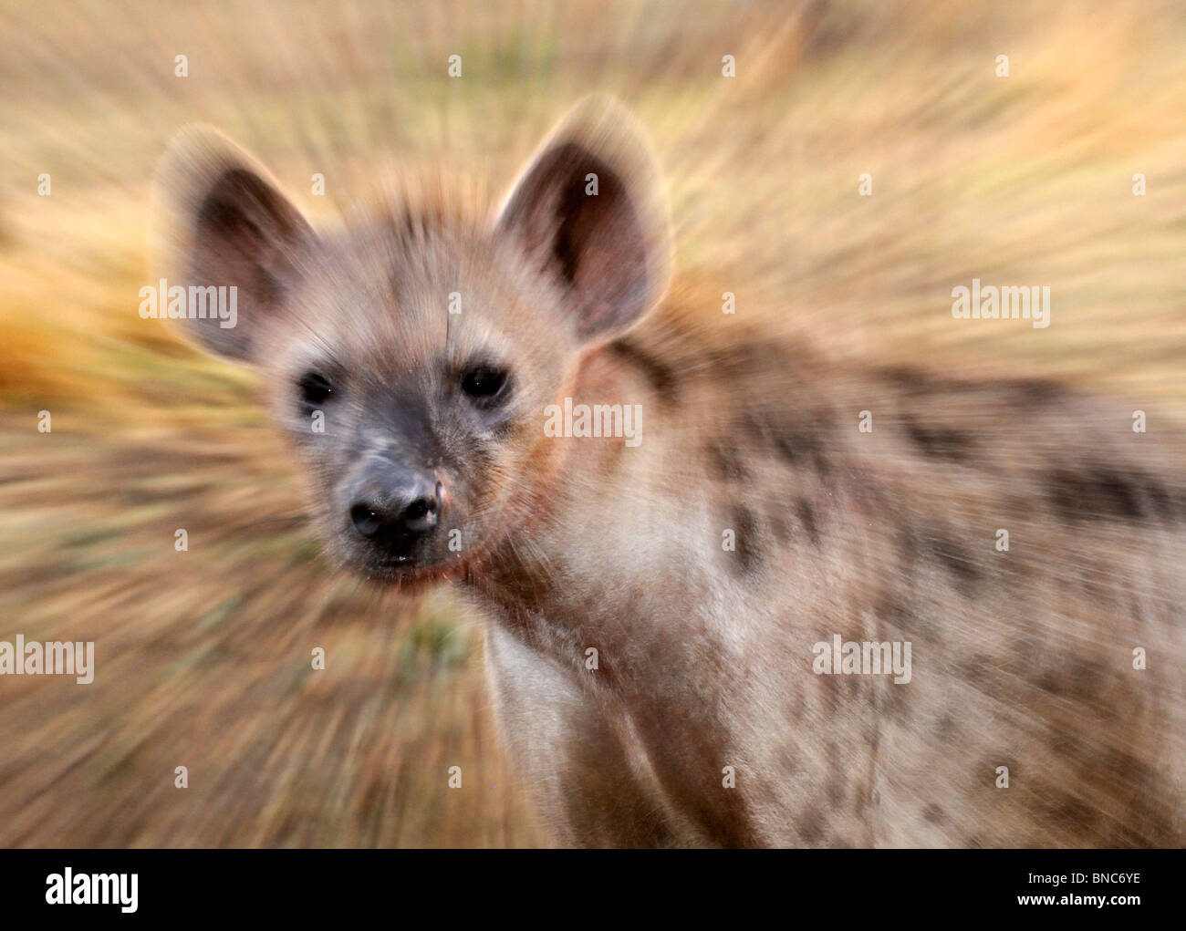 Gefleckte Hyänen (Crocuta Crocuta) bewegen, South Luangwa Nationalpark, Sambia Stockfoto