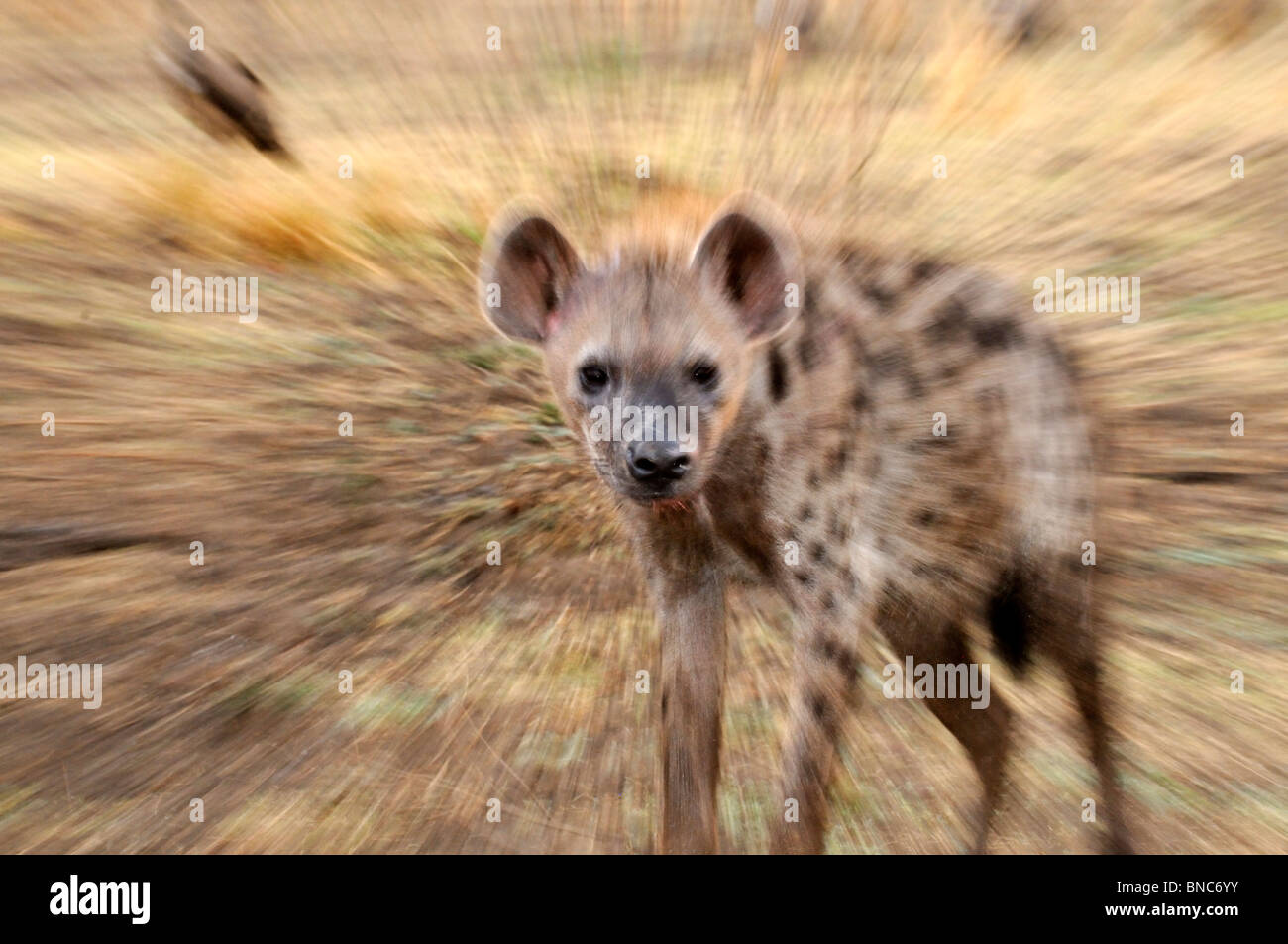 Gefleckte Hyänen (Crocuta Crocuta) bewegen, South Luangwa Nationalpark, Sambia Stockfoto