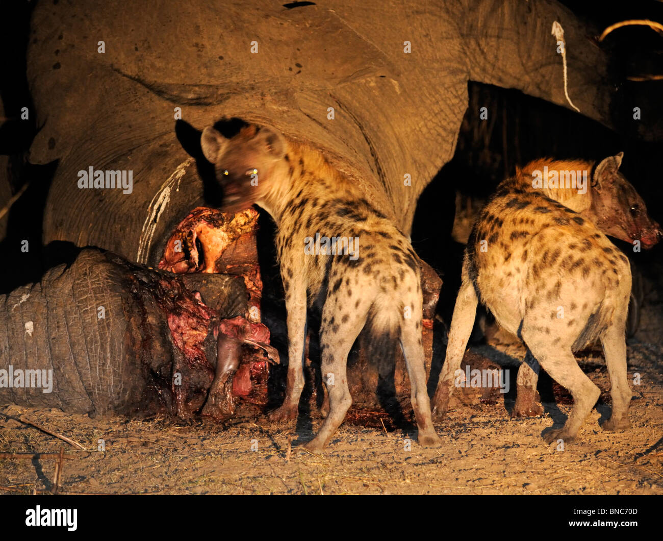 Zwei Tüpfelhyänen (Crocuta Crocuta) Fütterung auf Elefanten Körper in der Nacht (Loxodonta Africana), South Luangwa Nationalpark, Sambia Stockfoto