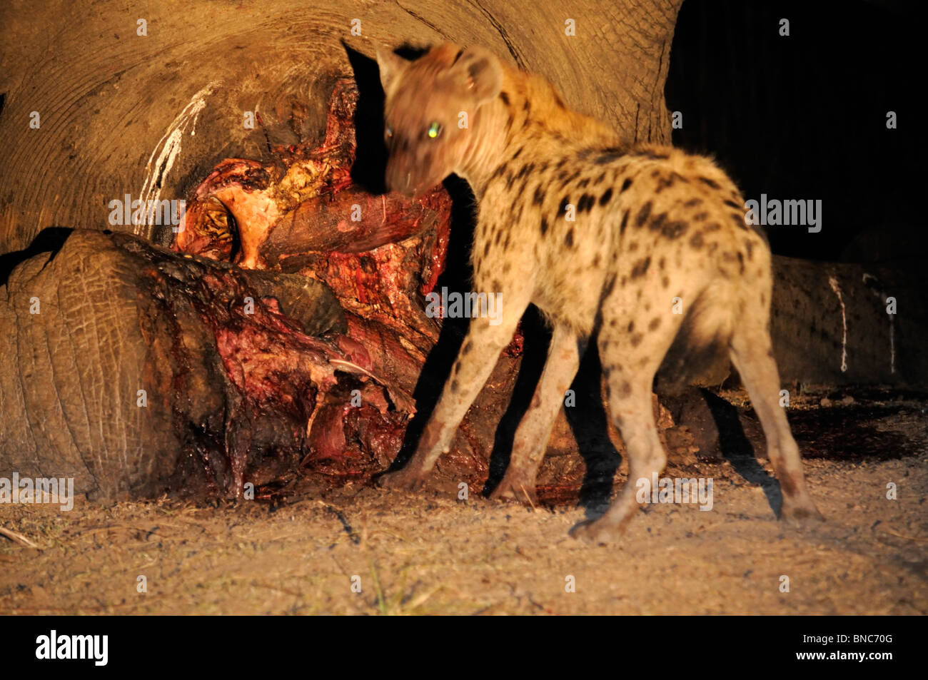 Entdeckt von Hyänen (Crocuta Crocuta) Fütterung auf Elefanten Körper in der Nacht (Loxodonta Africana), South Luangwa Nationalpark, Sambia Stockfoto