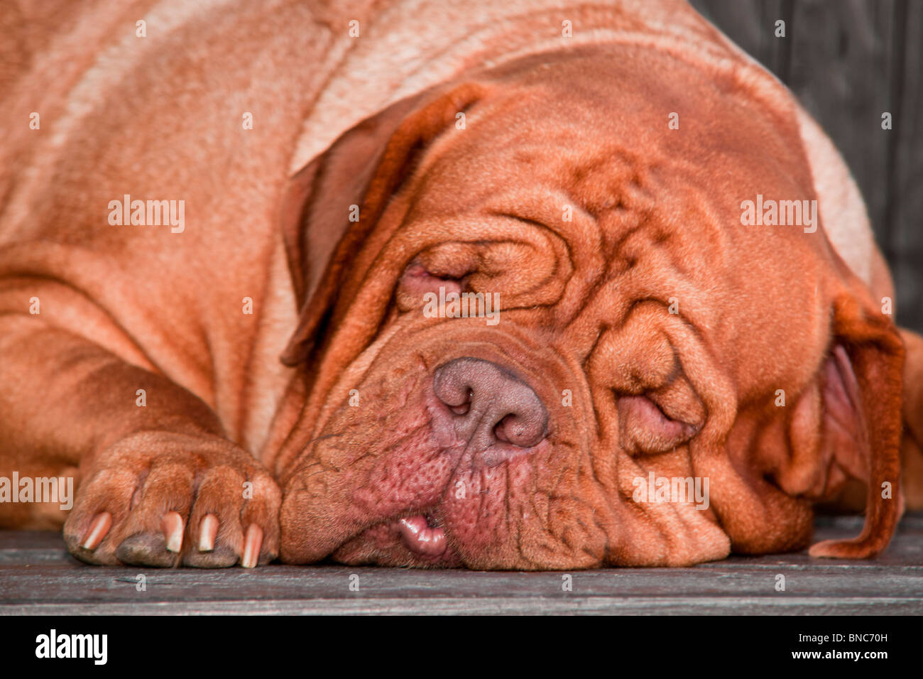 Süßeste große faltig Hund schlafen Stockfoto
