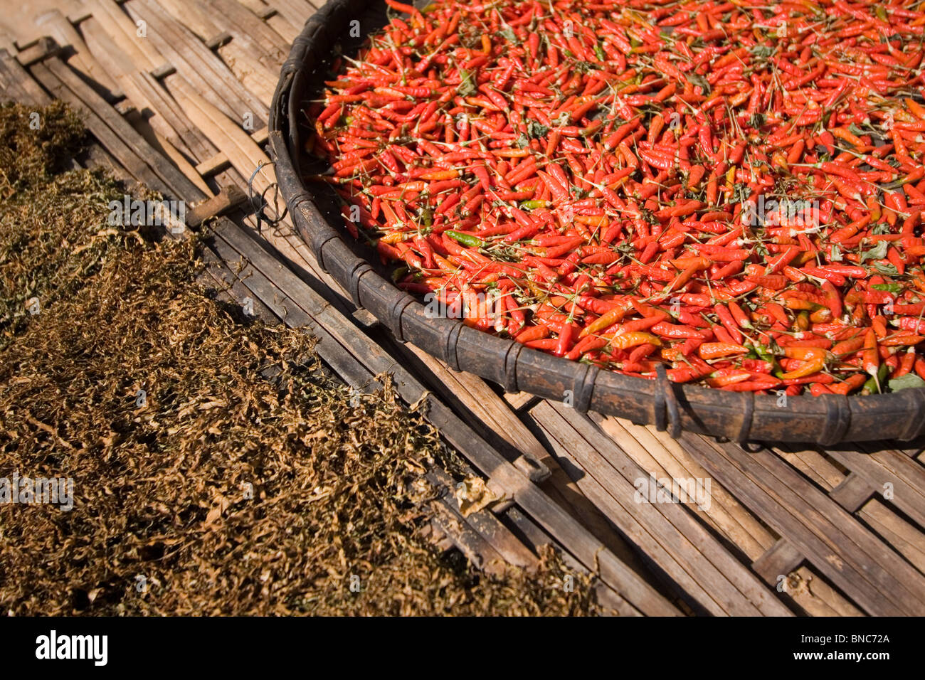 Rote Chilis und Tee Blätter Austrocknen in der Sonne, Tha Ton, Provinz Chiang Mai, Thailand Stockfoto