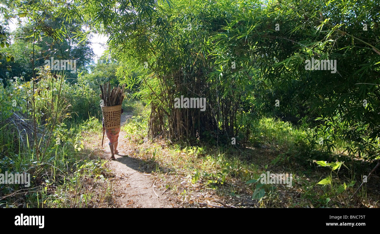 Frau, die Holz in einem Korb auf dem Rücken durch eine Bambus-Dickicht, Tha Ton, Provinz Chiang Mai, Thailand Stockfoto