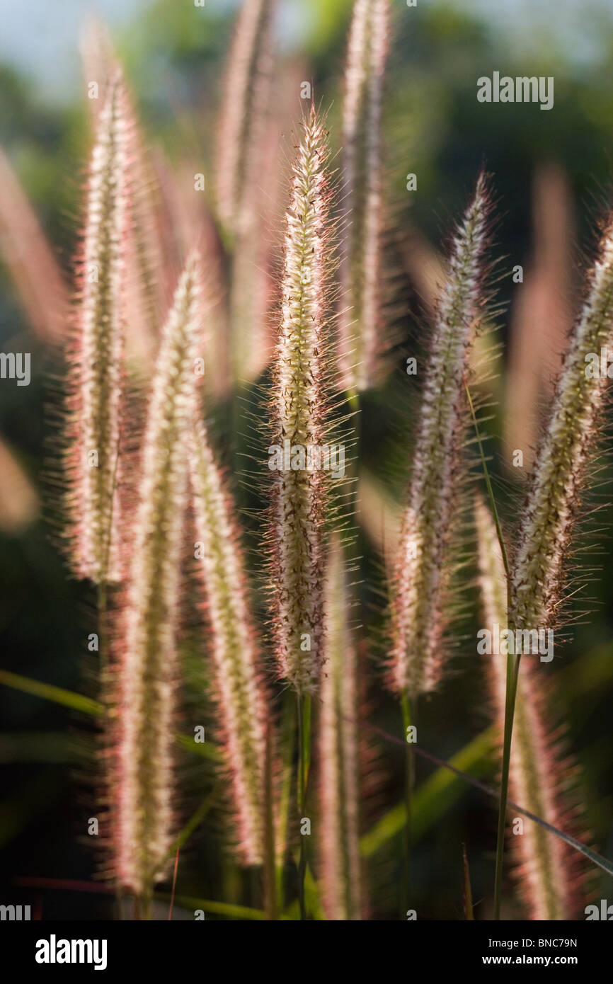 Sonnendurchflutetes Köpfe des Grases Stiele Stockfoto