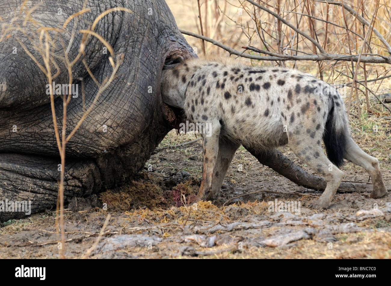 Gefleckte Hyänen (Crocuta Crocuta) Schulter tief im Mastdarm Elefant (Loxodonta Africana), South Luangwa-Nationalpark, Sambia Stockfoto