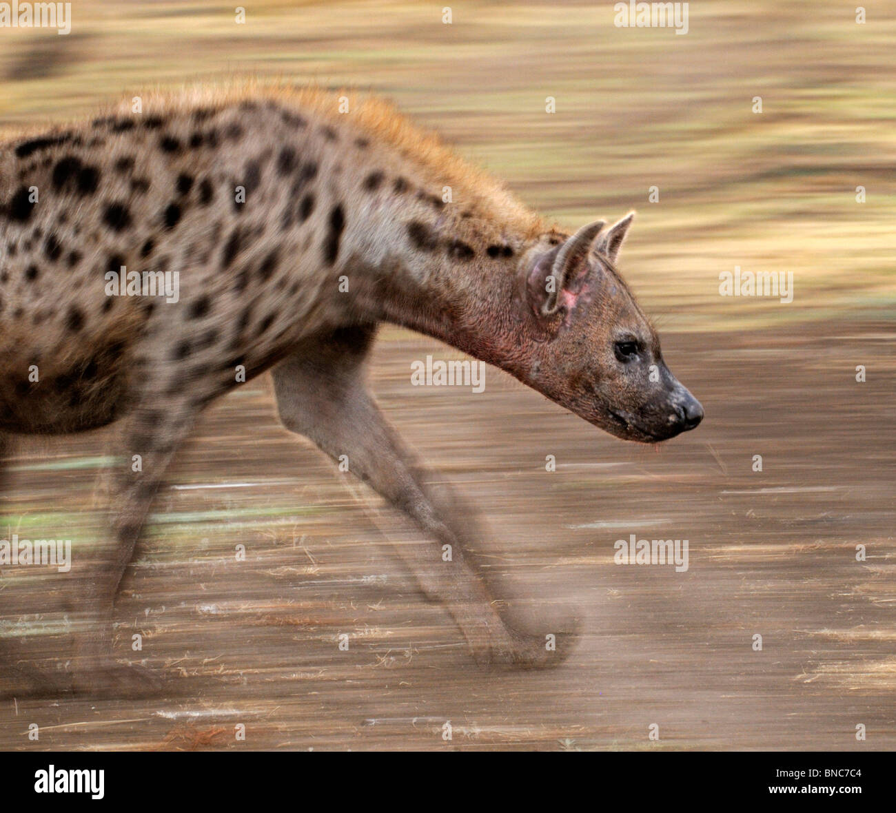Gefleckte Hyänen (Crocuta Crocuta) ausgeführt, South Luangwa Nationalpark, Sambia Stockfoto